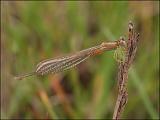 2007-08-18_Tengere_grasjuffer_v_-_Zuidlaardermeer, zuidoever_2